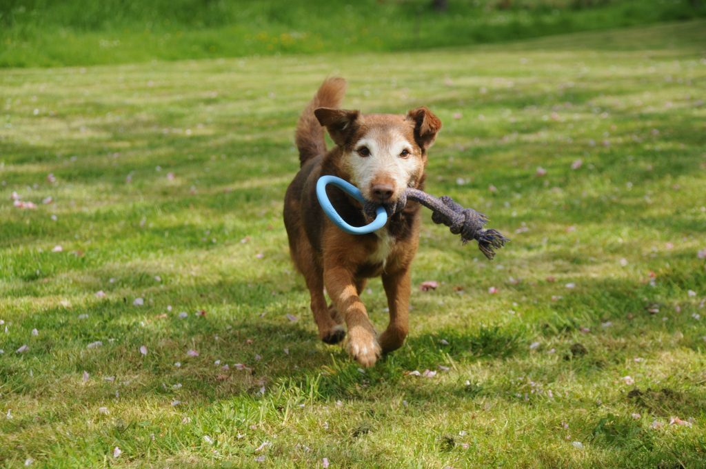 A naughty little brown terrier called Fred with a toy in his mouth