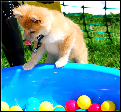 A dog picking a ball out of a pool