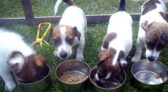 Four puppies eating from bowls